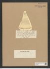 Coscinodiscus undulans Rattr. (de-Toni-Nr.: Genus 202, Species 5040) Zeichnungen Sammlung Grunow Nr. 8785 (NHMW-BOT-W0378385)